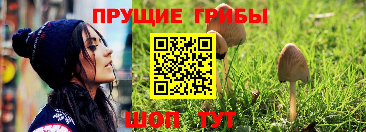 Псилоцибиновые грибы Cubensis Лысьва